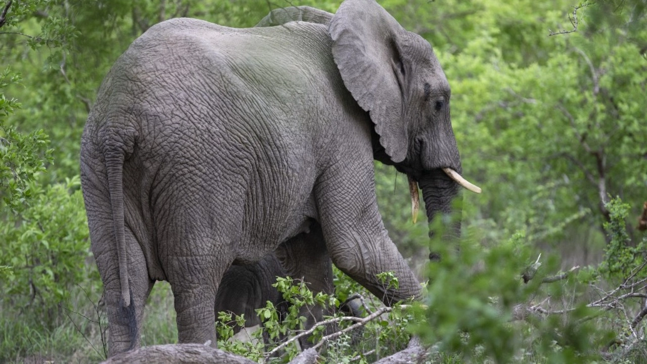 นทท.แทบช็อก ช้างป่าแอฟริกาดุ พุ่งเข้าชาร์จรถนำเที่ยวยกล้อลอย (คลิป)