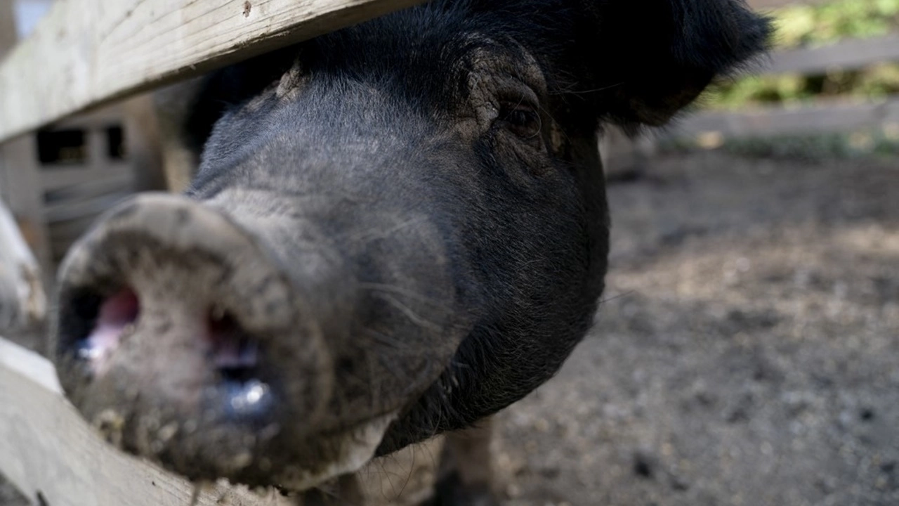 ฮือฮา แพทย์ปลูกถ่าย ‘ไตหมู’ ให้แก่มนุษย์ที่ยังมีชีวิตอยู่ เป็นครั้งแรก