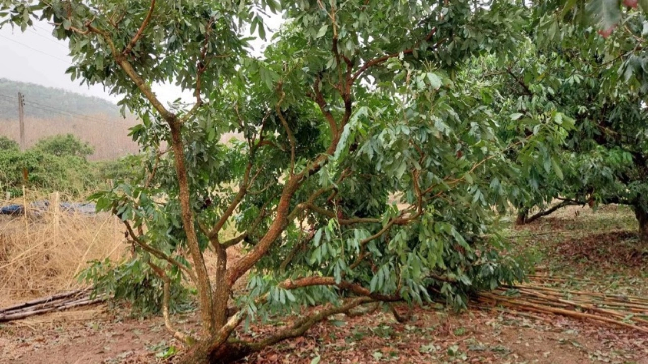 ชาวสวนเชียงใหม่เศร้าน้ำตาตก ลูกเห็บถล่ม อ.พร้าว ต้นลำไย-มะม่วงเสียหายยับ