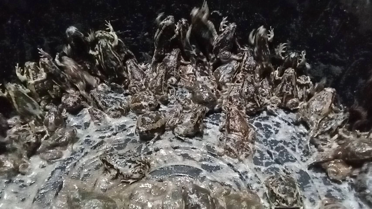 ชัยภูมิฝนตก ชาวบ้านจับอึ่งขาย กก.ละ 300 ถ้ามีไข่ กก.ละ 400 แพงกว่าเนื้อหมู