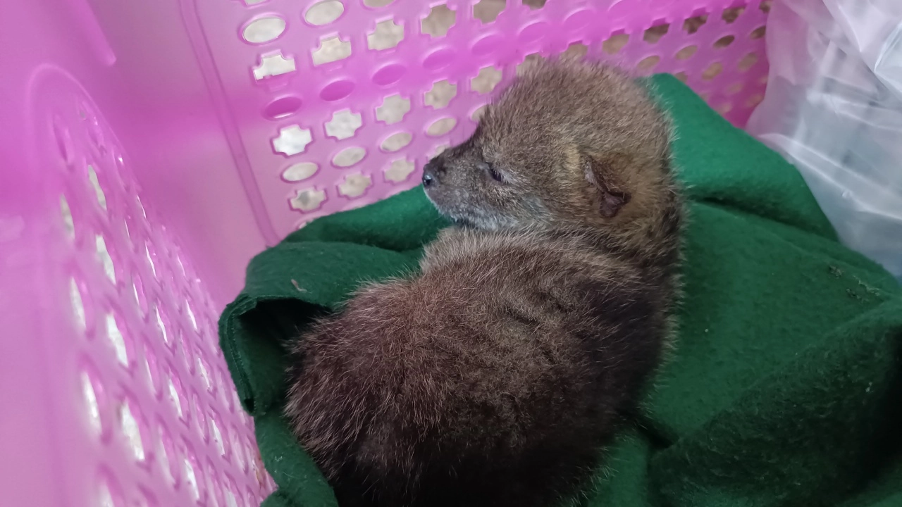 สัตวแพทย์รับไปดูแลต่อแล้ว "เจ้าไม้" ลูกสุนัขจิ้งจอกตัวเดียว ที่รอดตายจากไฟป่า