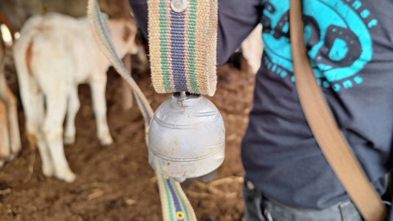 ไม่เชื่อ กระดิ่งคอวัว เป็นเหตุฟ้าผ่าป้าดับคาทุ่ง ชี้ทำกันมาแต่โบราณ