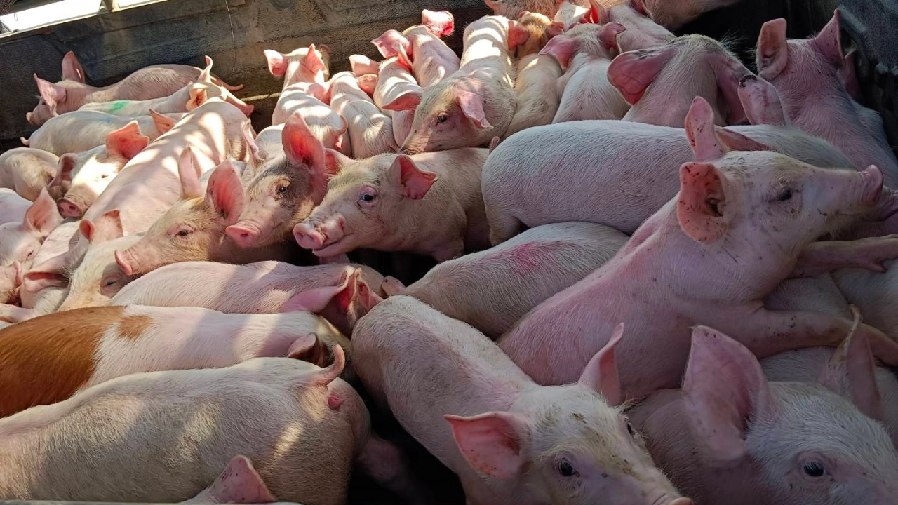 ผู้เลี้ยงสุกรภาคใต้ ระบายลูกหมูงวด 863 ตัวไปทำเป็นหมูหัน รักษาเสถียรภาพราคา