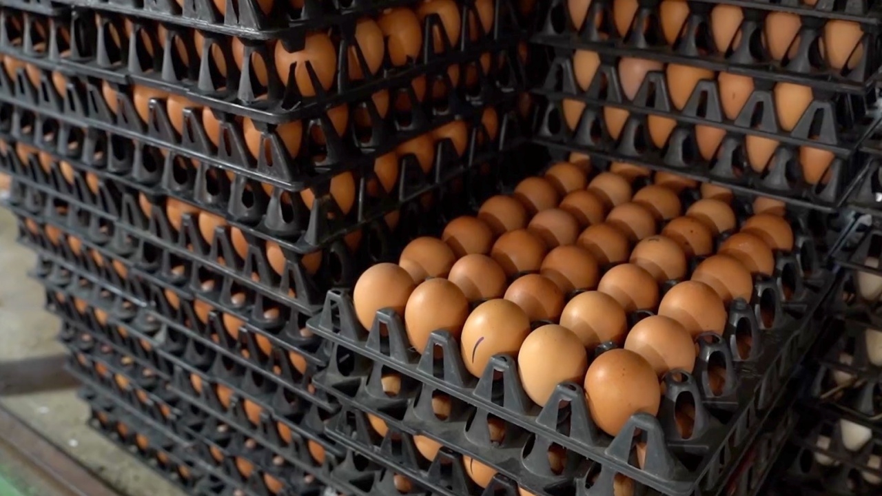 ไข่ไก่ขึ้นแผงละ 6 บาทตามประกาศ ร้านค้าที่ชัยนาทยังราคาเดิมเพราะมีสต๊อกเก่า