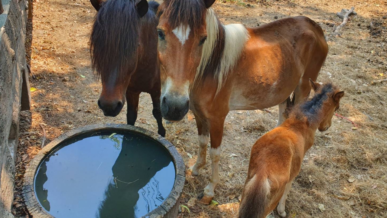 ผอ.สวนสัตว์ลพบุรี ยืนยันสัตว์ทุกตัวกินอิ่ม สุขภาพดี ไม่มีนอนพะงาบ 