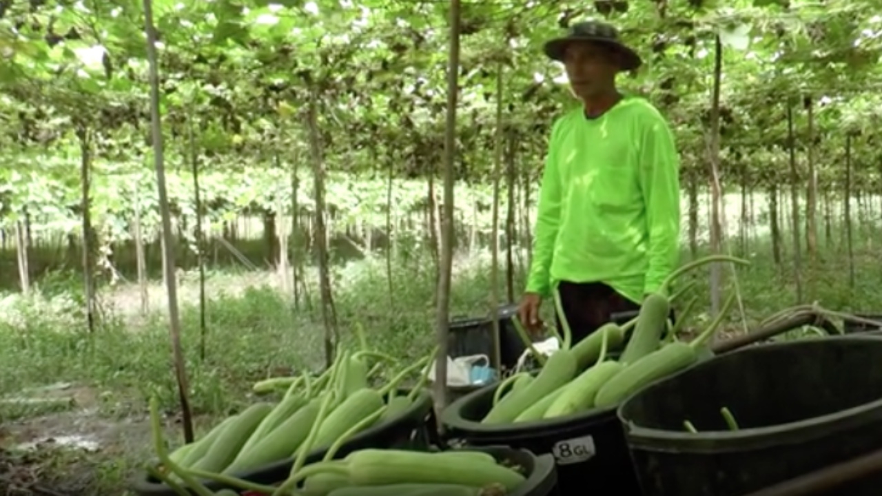 เกษตรกรที่ อ.ศรีมหาโพธิ ปลูกบวบหอมสลับกับข้าว ชี้รายได้ดีกว่าทำนาหลายเท่า