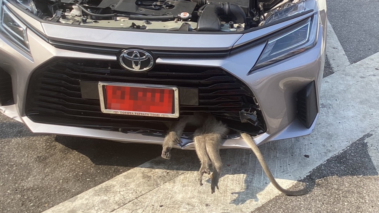 กู้ภัยมอเตอร์เวย์ช่วยเหลือ "ลิง" ติดกระจังหน้าเก๋งป้ายแดง หลังวิ่งตัดหน้ารถ