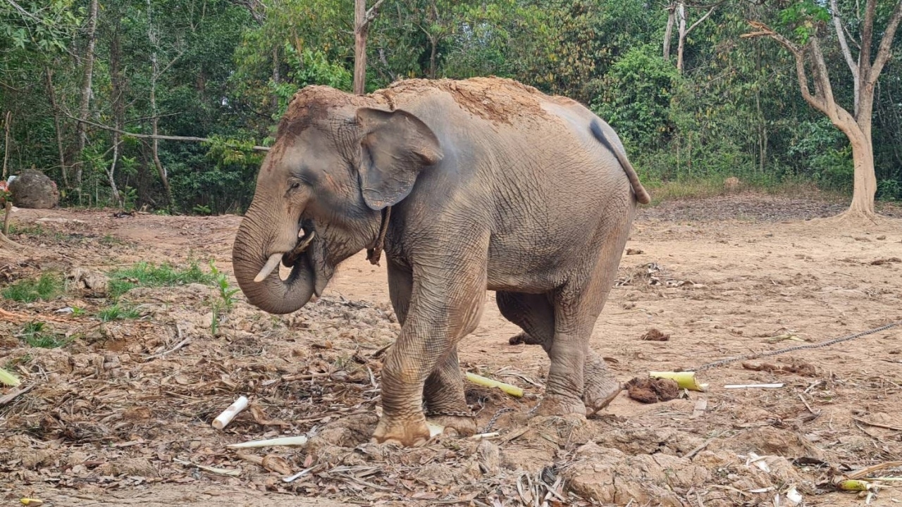 เตรียมย้าย "พลายไข่นุ้ย" ตัวตึงกรุงชิง ไปคอกบริบาลช้าง ภายในเดือน พ.ค. นี้
