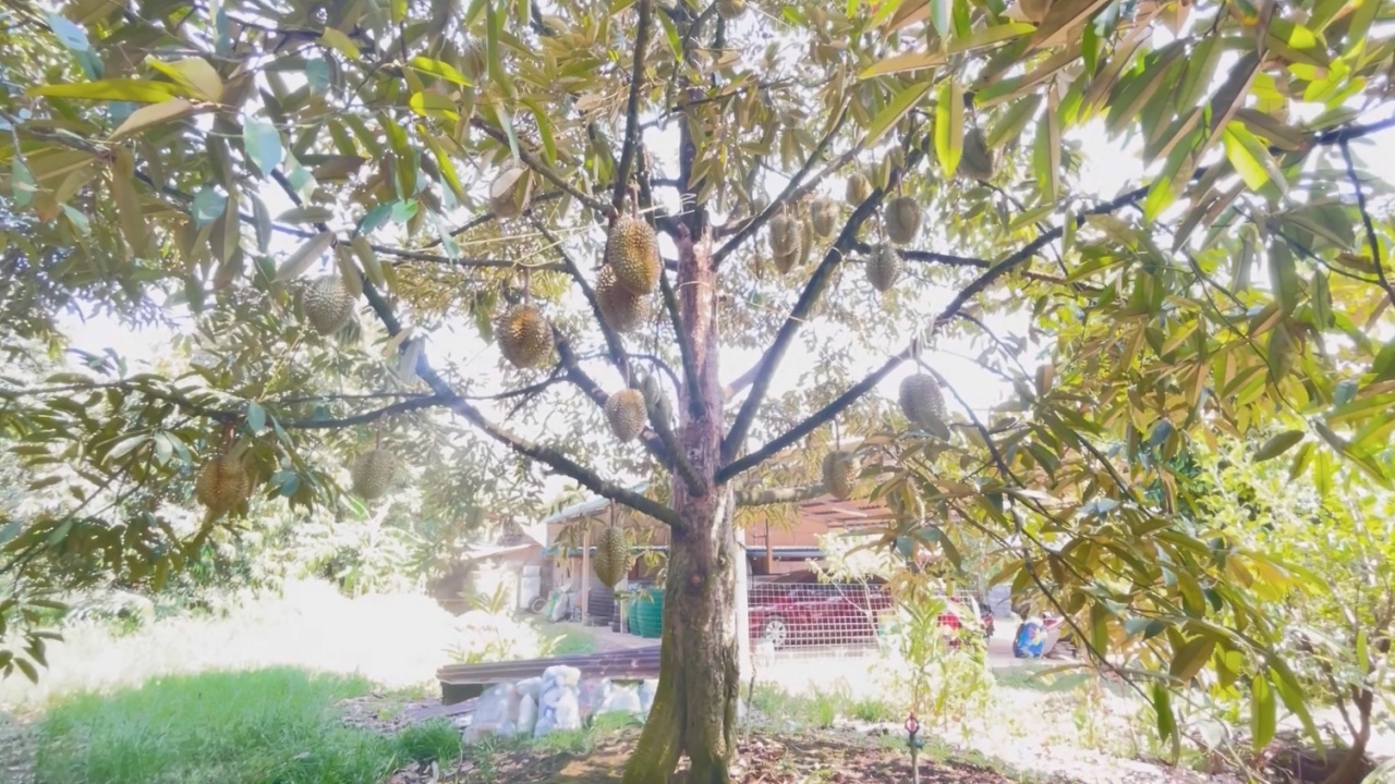 ทุเรียนจันท์ลุงสำอางค์ ยึดความซื่อสัตย์ มีเท่าไรขายหมดไม่กั๊ก ไม่ต้องวัดแป้ง