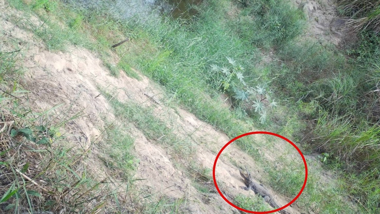 เขตรักษาพันธุ์สัตว์ป่ายอดโดม พบจระเข้น้ำจืดสายพันธ์ุไทย ที่มีสถานะใกล้สูญพันธุ์