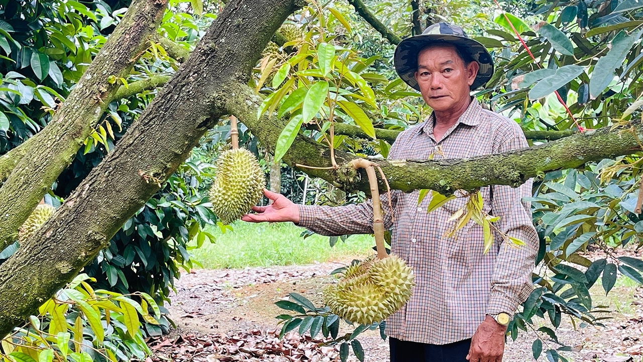 ทุเรียนจันท์ยืนหนึ่ง