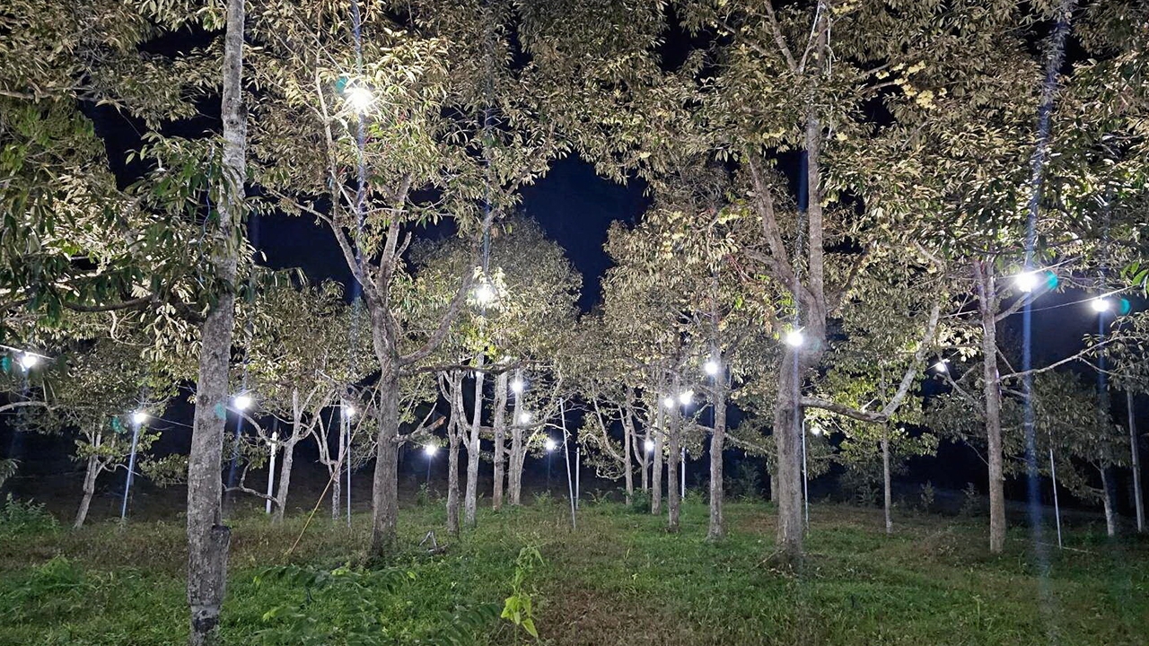 เริ่มฤดูเปิดไฟในสวนทุเรียนยะลา ล่อผีเสื้อป้องกันหนอนเจาะเมล็ดฯ