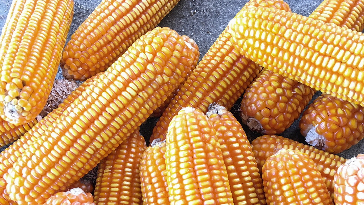 ข้าวโพดเลี้ยงสัตว์ 6 จังหวัดภาคเหนือ