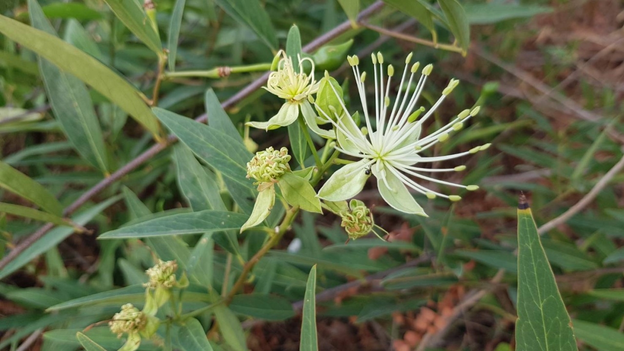นักวิจัยไทยใช้รังสีอินฟราเรด วิเคราะห์ "แจงสุรนารี" หาสารสำคัญสร้างมูลค่าเพิ่ม 
