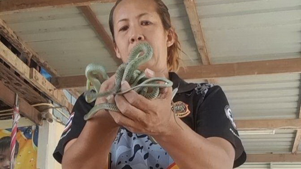 เจ้าของบ้านสยอง ได้ยินเสียงประหลาดบนฝ้าเพดาน เปิดออกดู เจอ "ลูกงู" 5 ตัว