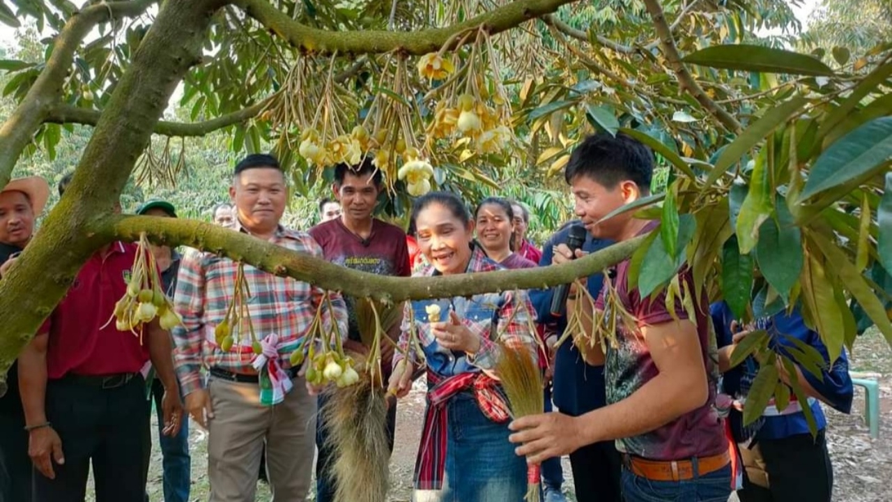 เกษตรอุบลฯ จัดกิจกรรม ปัดดอก ชมหางแย้ แลสวนทุเรียนแสงแรกแห่งสยามที่ อ.น้ำยืน