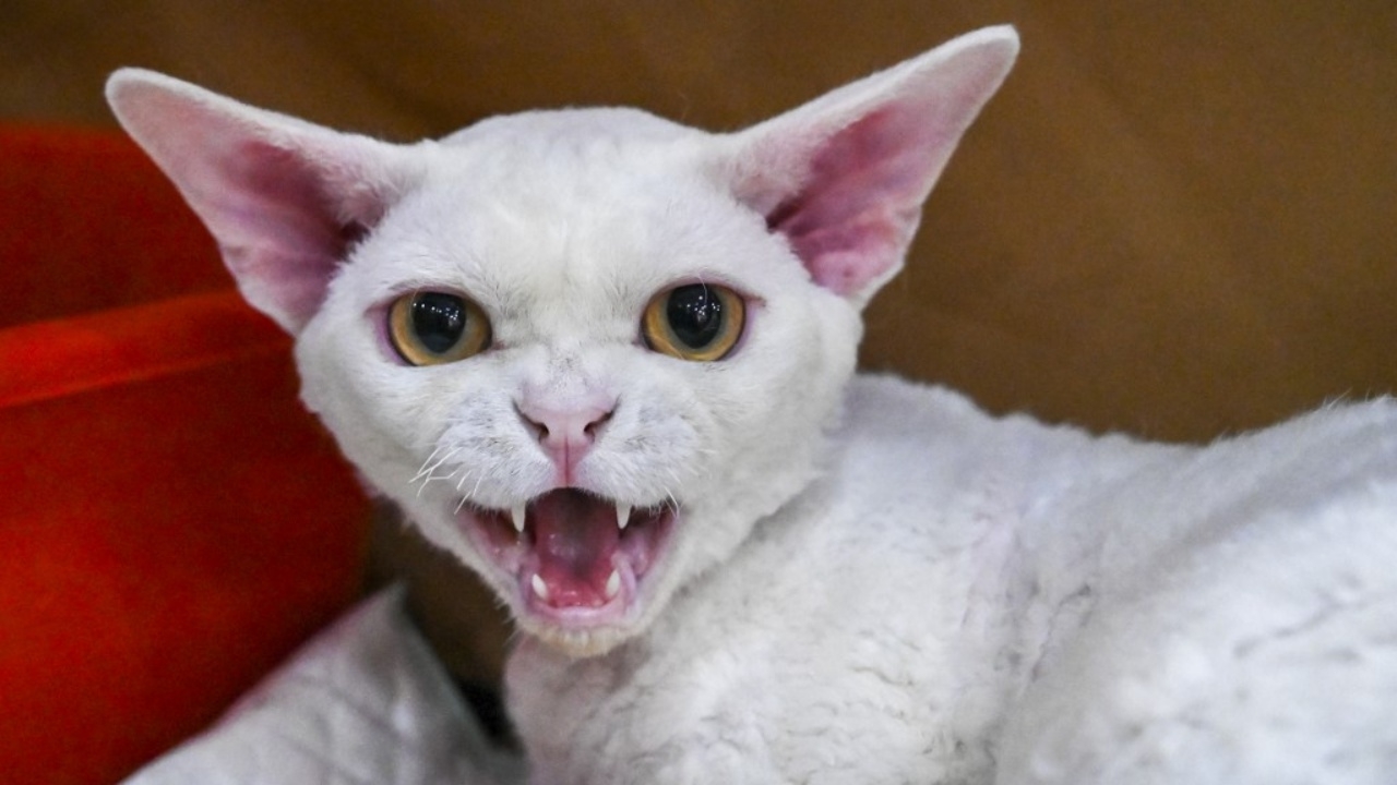 เตรียมรับโทษ หนุ่มสิงคโปร์ใจยักษ์ ทิ้งแมว 43 ตัวไว้ในแฟลต ไม่ให้อาหาร 3 เดือน