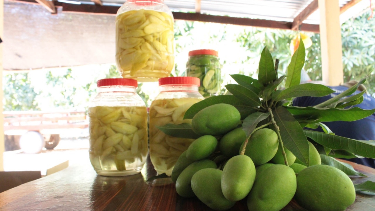 มะม่วงเบาสหัสขันธ์ออกแล้ว ชาวสวนพร้อมรับออเดอร์ มีผลผลิตขายไม่ต่ำกว่า 7 ตัน