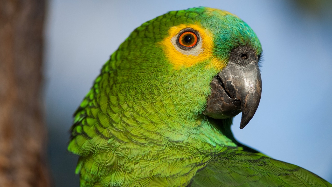 อย่าตื่นตระหนก "โรคไข้นกแก้ว" ไม่ใช่โรคอุบัติใหม่ รักษาได้ด้วย "ยาปฏิชีวนะ"