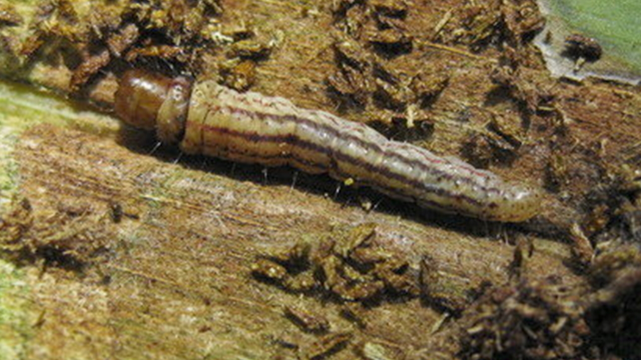 ร้อนแล้งหนอนหัวดำระบาด เร่งช่วยสวนมะพร้าวประจวบฯ