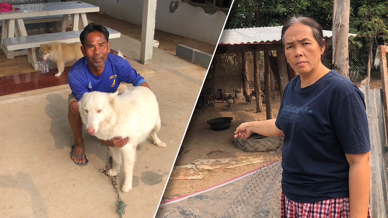 ฟังสองมุม ปมเพื่อนบ้านมัดขา "สุนัข" เรียกเงิน 5 หมื่น หลังกัดเป็ดตาย 200 ตัว