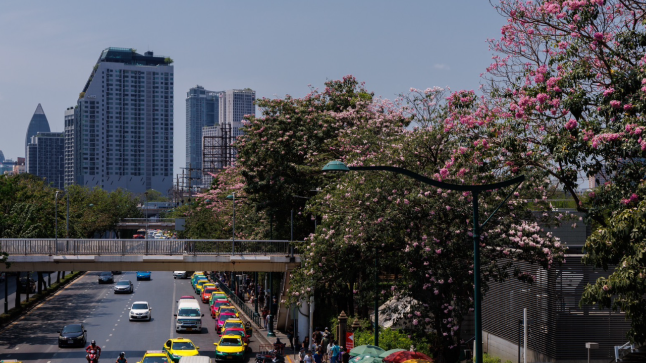 ต้นชมพูพันธุ์ทิพย์ จตุจักร 2567 บานสะพรั่งรับหน้าร้อนแล้ว 