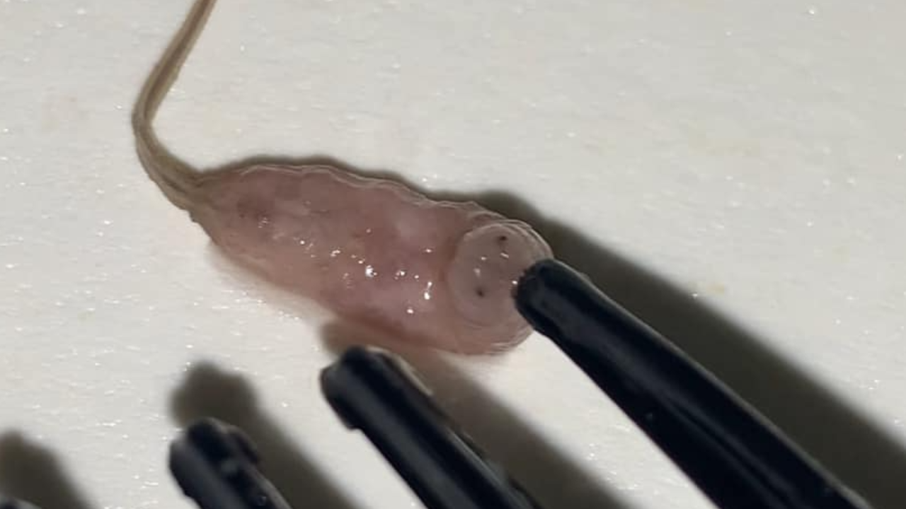 สาวดูดน้ำลำไย เขี่ยไปมาขนลุก หลังเจอตัวประหลาดคล้ายหนอน มีหางยาว