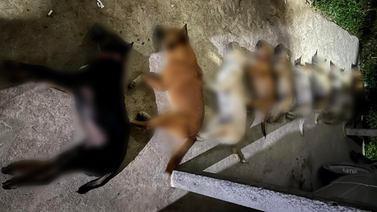 เจ้าของใจสลาย สุนัข 14 ตัวที่เลี้ยงไว้ ถูกวางยาเบื่อ เหลือรอดเพียง 2 ชีวิต