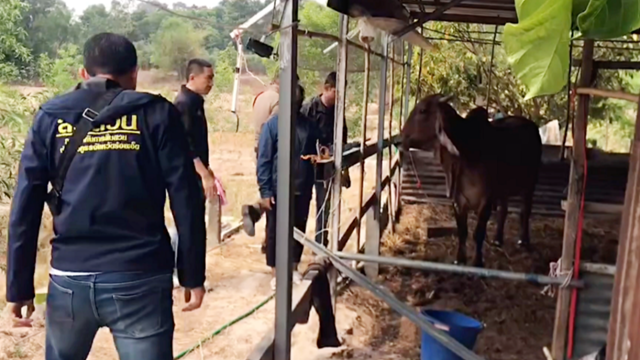 รวบลูกสาวพระ ขโมยเงินวัดเกือบ 2 แสน ซื้อแม่วัวพันธุ์ดี