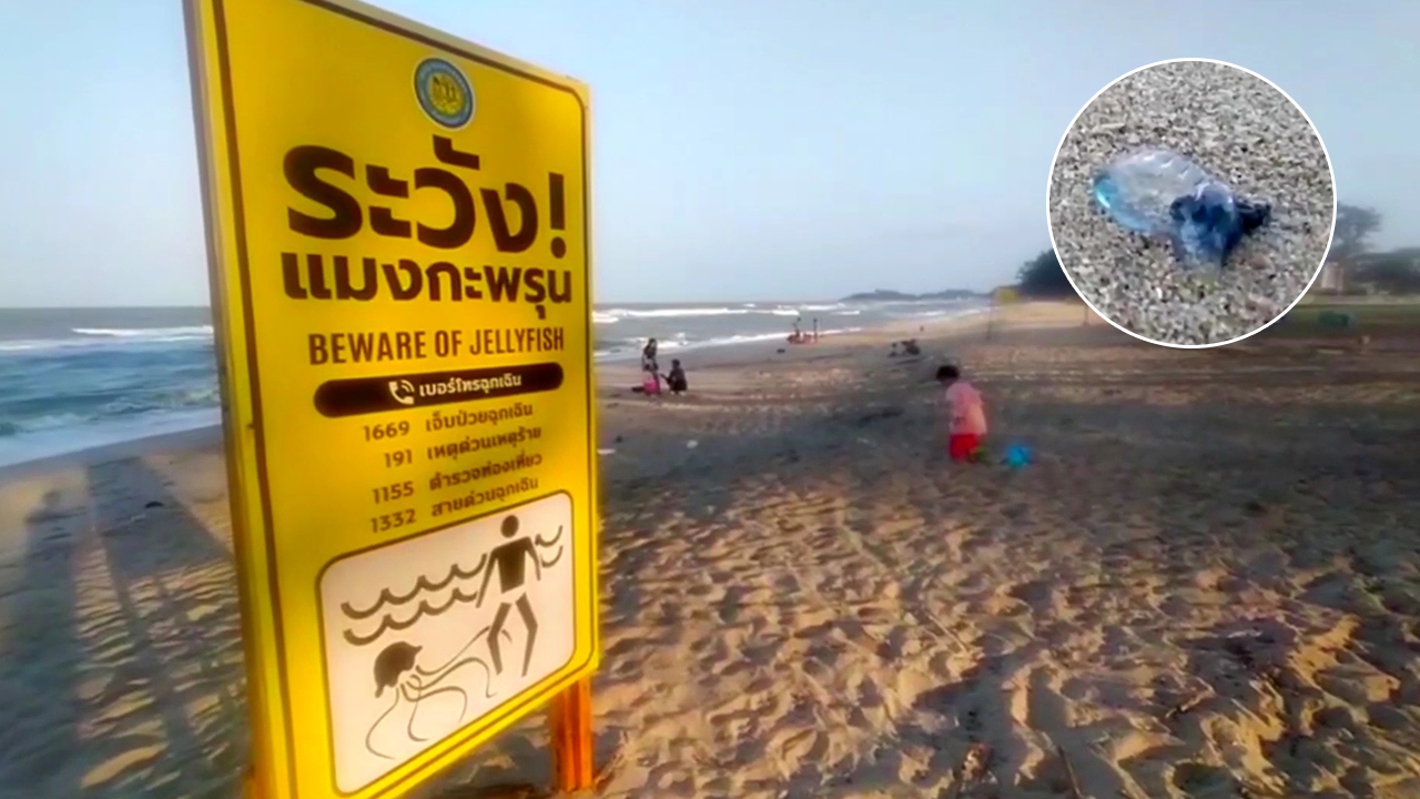 ผวา "แมงกะพรุนไฟหมวกโปรตุเกส" อันตรายถึงชีวิต โผล่เกลื่อนหาดชลาทัศน์
