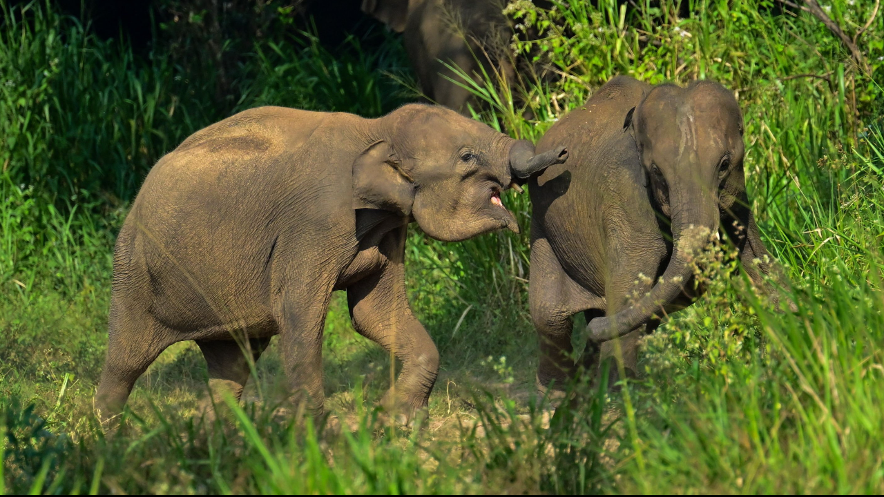 ศาลบังกลาเทศสั่งแบนครอบครองช้าง จับช้างป่ามาเลี้ยงหาผลประโยชน์