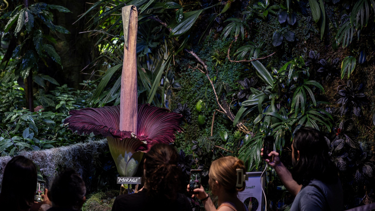 นักท่องเที่ยวแห่ชม ดมกลิ่น "ดอกซากศพ" เบ่งบานเหม็นตลบอบอวล ครั้งแรกในรอบหลายปีที่สหรัฐฯ