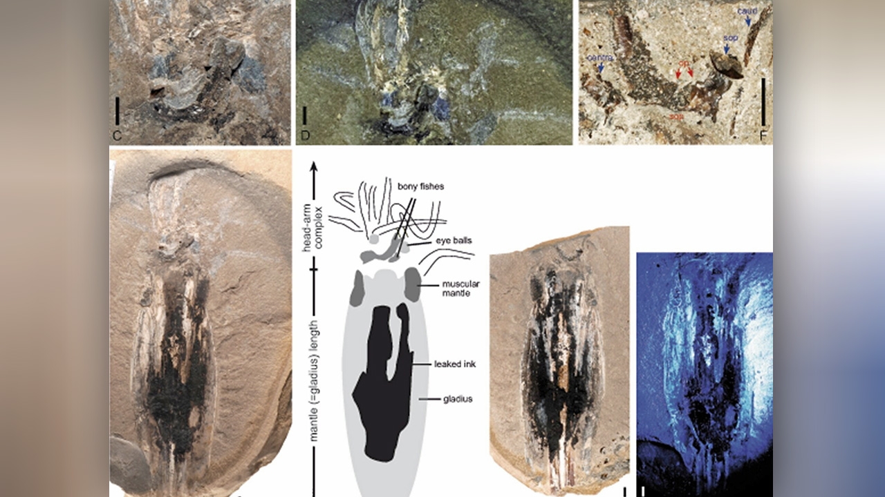 นักบรรพชีวินวิทยา เผย พบหมึกแวมไพร์โบราณสายพันธุ์ใหม่ อายุ 183 ล้านปี