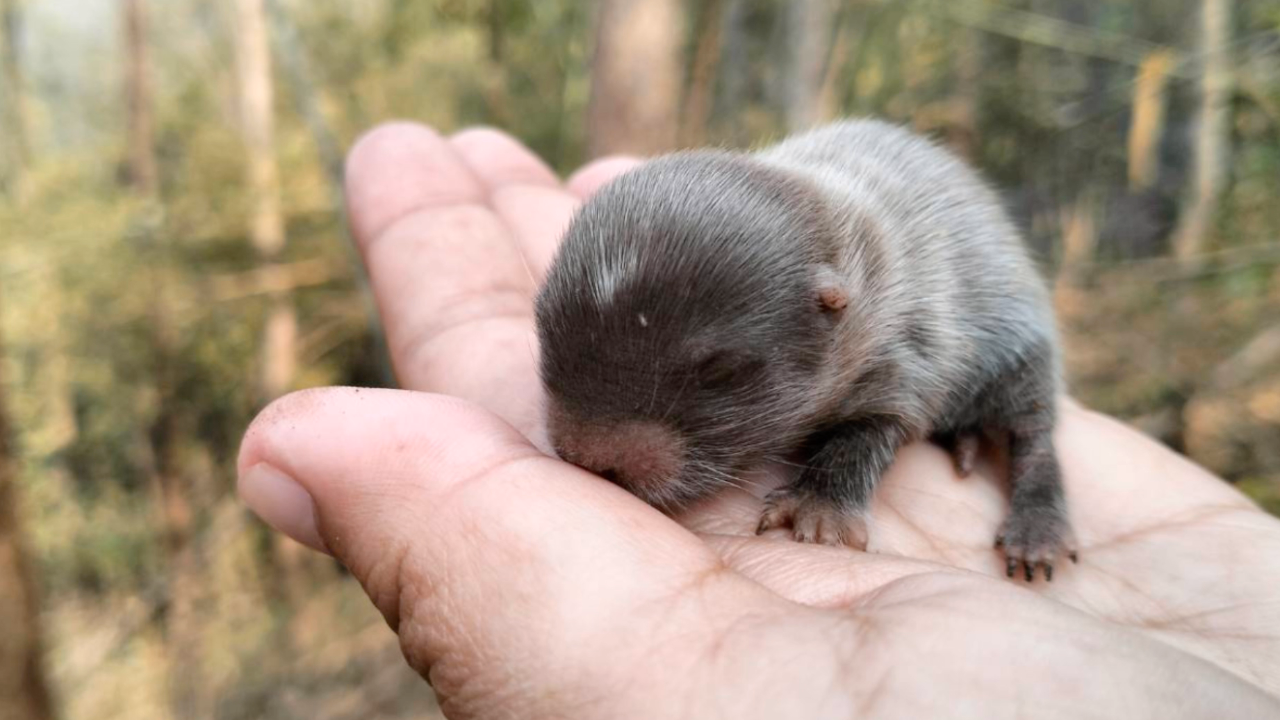 น่าสงสาร เจ้าหน้าที่เผยนาทีช่วยชีวิต "ลูกตุ่น" หนีตายจากไฟป่า