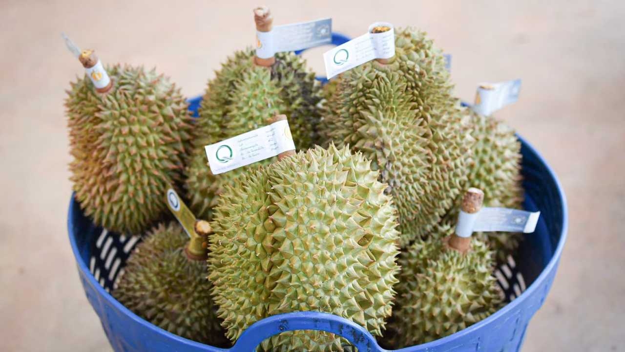 มกอช. ยกระดับ "โรงรวบรวมและคัดบรรจุทุเรียน" ให้ได้มาตรฐาน เพิ่มมูลค่าการส่งออก