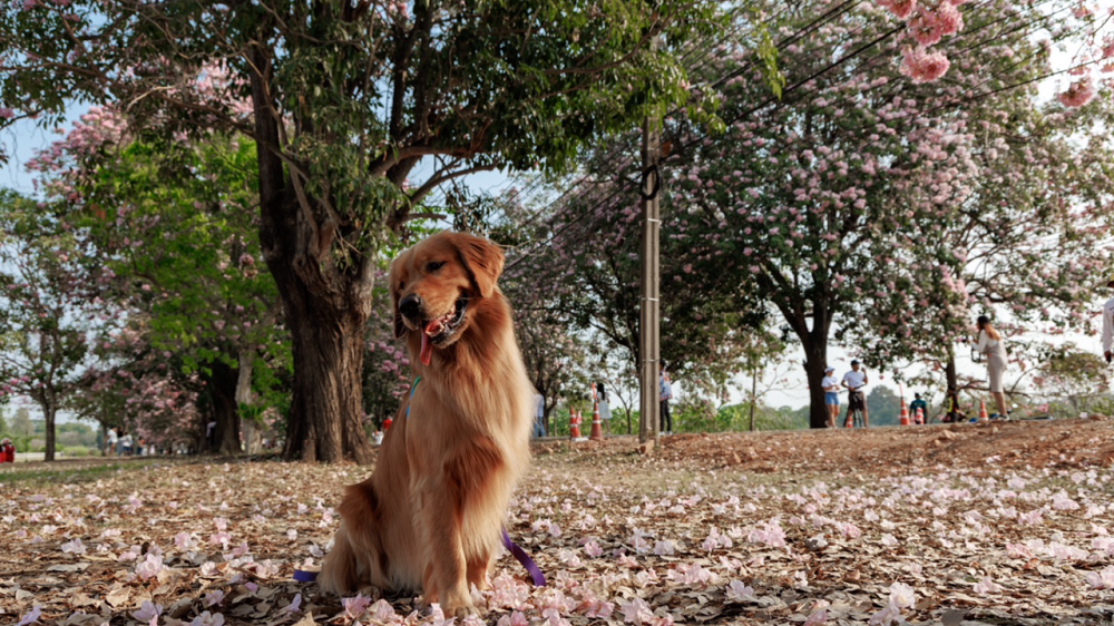 ชวนชม ดอกชมพูพันธุ์ทิพย์ เริ่มบานสะพรั่ง ที่ ม.เกษตรฯ กำแพงแสน 