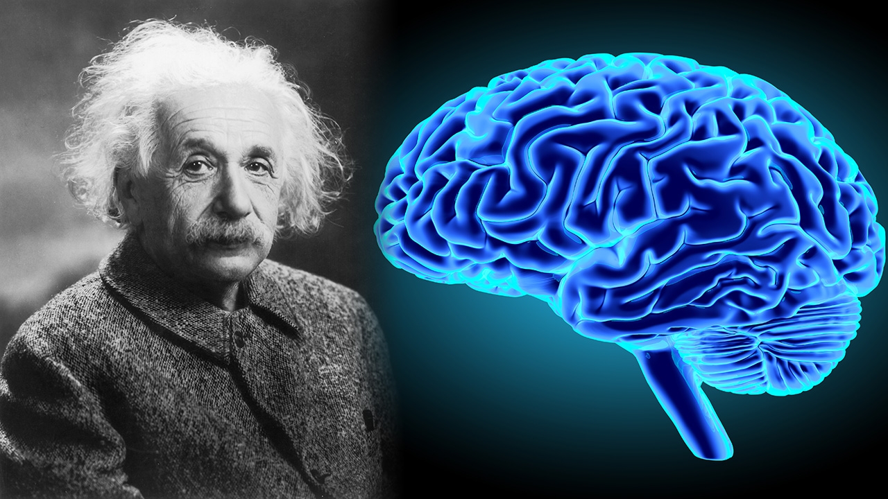 รอยหยักในสมอง กับ..ความฉลาดของมนุษย์