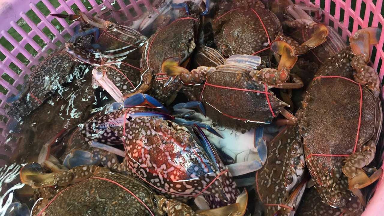 ห้ามพลาด "เทศกาลชิมปูชักชะอำ" ปูม้าสดๆ จากทะเลเพชรบุรี วันที่ 9-16 มี.ค. 67