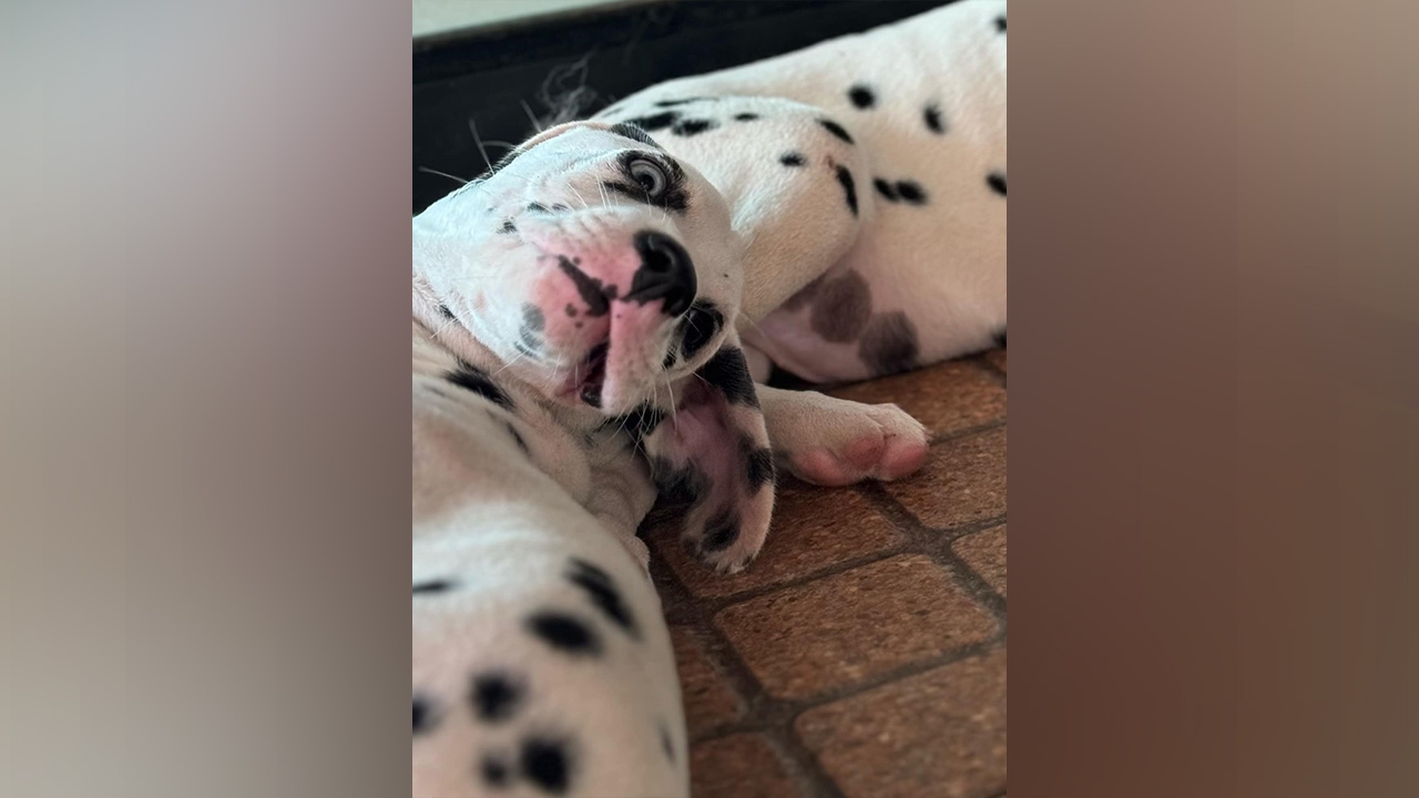 ฟาร์มเพาะสุนัขตอบ แบบนี้ไม่รับ หลังลูกค้าอยากได้น้องหมา มามีอะไรกับแฟน