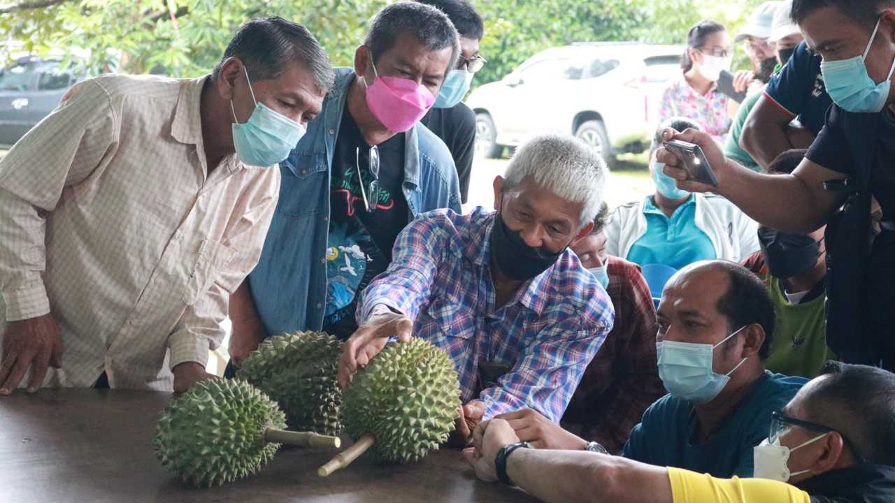 กสก.ยกระดับคุมคุณภาพทุเรียนภาคตะวันออก ปี 67 เน้น 3 มาตรการสกัดทุเรียนอ่อน