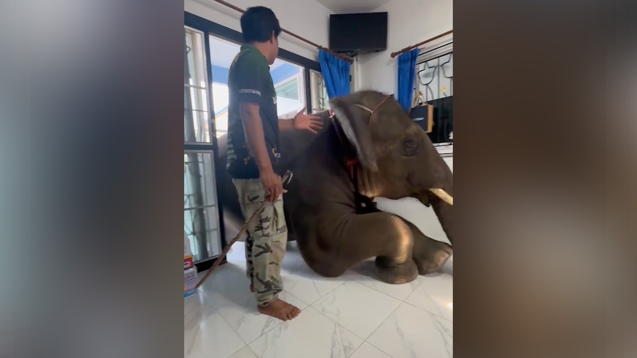 เอ็นดูไม่ไหว "พลายดาวมงคล" คลานเข้าบ้าน ทำเอาลุ้นทั้งโซเชียล