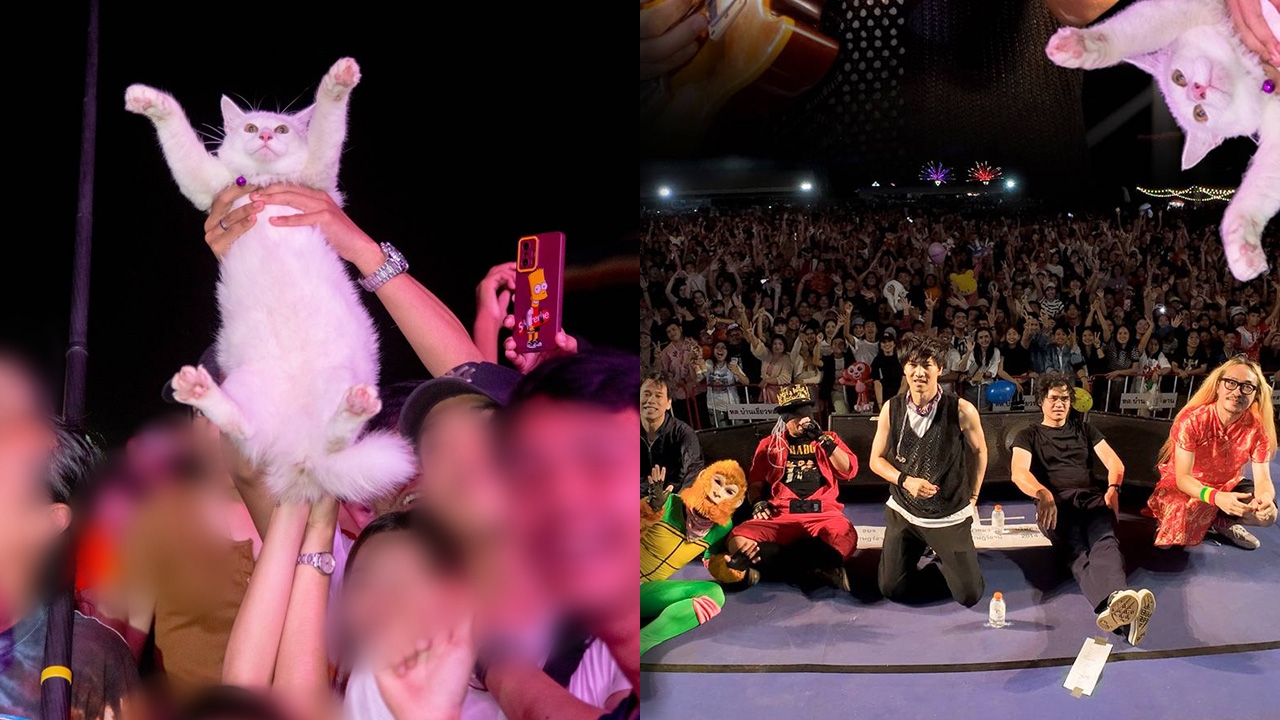 วิถีดูคอนเสิร์ตแบบใหม่ แฟนเพลงพาน้องแมวโดดหน้าเวที แต่ชาวเน็ตเสียงแตก