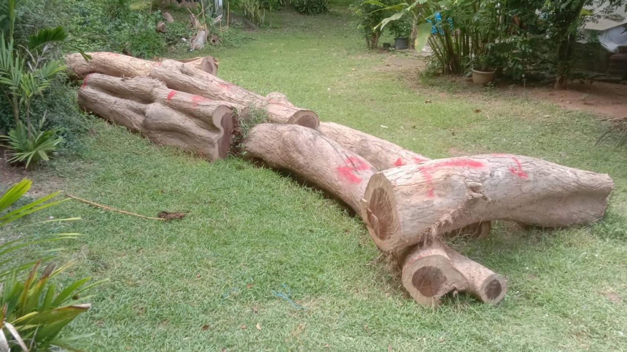 ชง ป.ป.ช.ฟัน "ข้าราชการ" เอี่ยวตัดไม้พะยูงในโรงเรียน คาดมีมากกว่า 7 คน