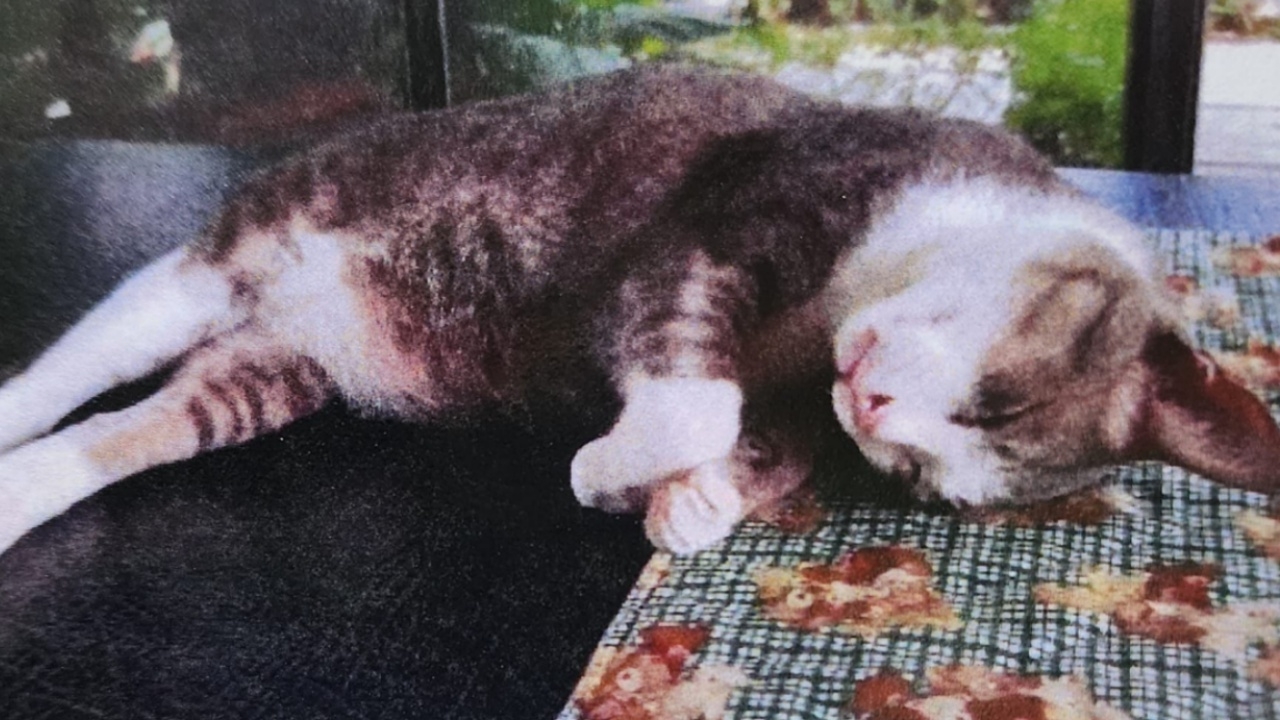 เจ้าของคิดถึงมาก ประกาศตามหาแมวแสนรัก ตั้งเงินรางวัลนำส่ง 1 แสนบาท