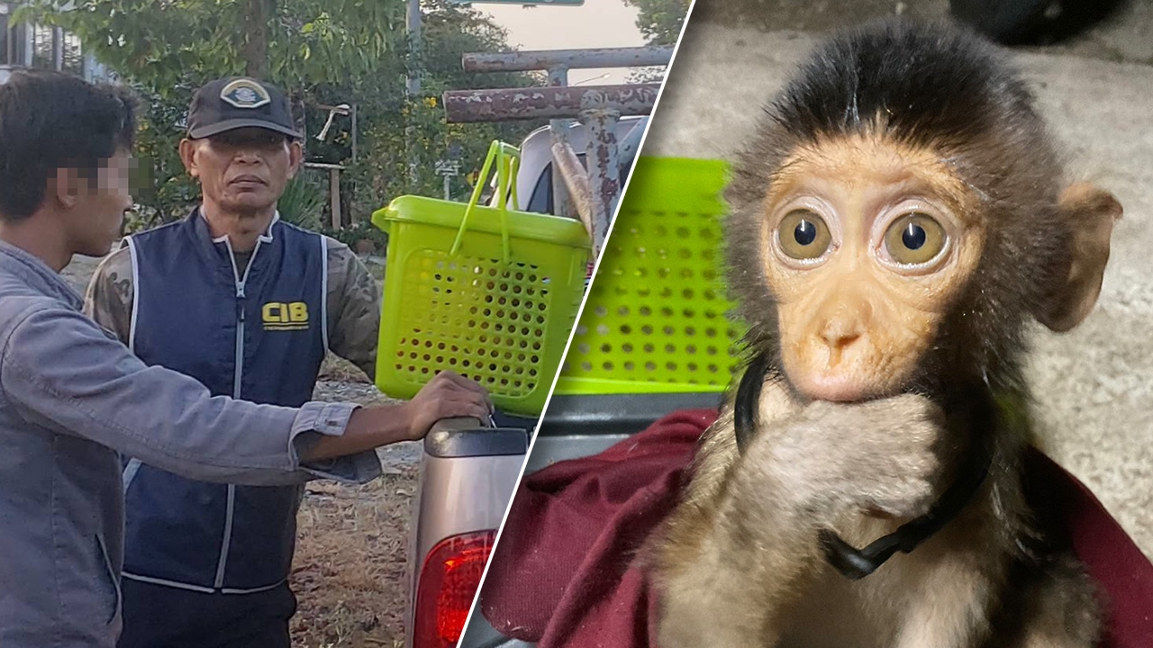 ตำรวจ ปทส.ล่อซื้อ จับหนุ่มลักลอบขายลูกลิงกัง ไม่มีใบอนุญาต อ้างเจอในป่า