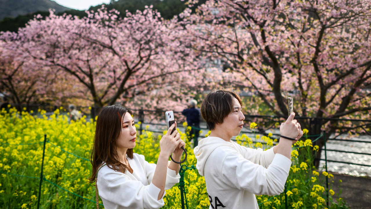 อุตุฯญี่ปุ่นเผยอากาศเริ่มร้อนฉับพลัน ดอกซากุระบานเร็วกว่าทุกปี