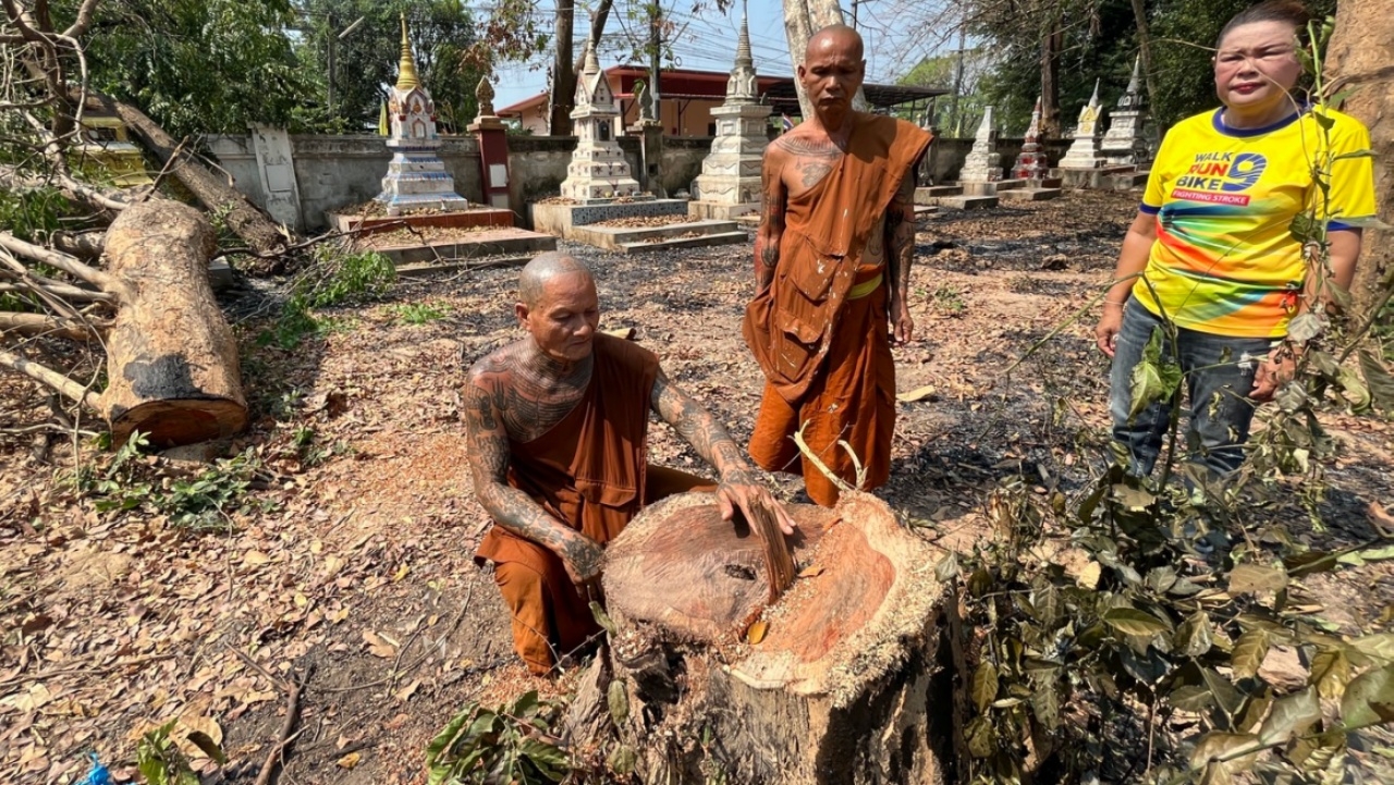 โจรใจบาปวันมาฆบูชา โชว์ปืนขู่พระ บุกวัดตัดไม้พะยูงยักษ์