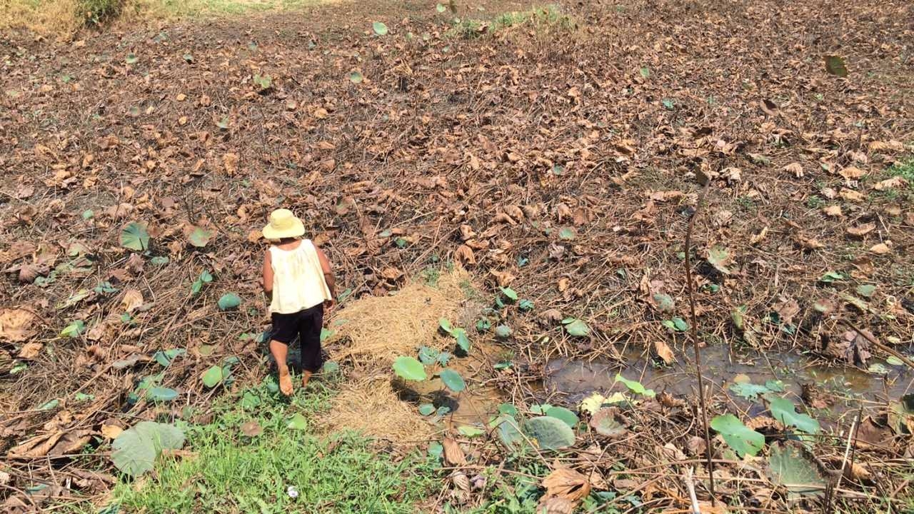 แม่น้ำมูลช่วง อ.พิมายแห้งขอด นาบัวในลำน้ำสาขาแห้งตาย เกษตรกรไม่มีไปขายวันมาฆบูชา