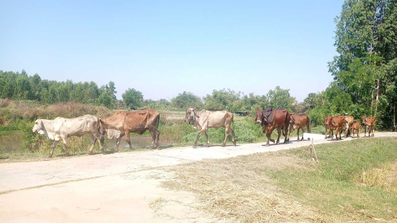 พิมายเจอภัยแล้งกระทบคนเลี้ยงวัวในพื้นที่ ขาดแคลนหญ้า ต้องพาวัวไปหากินน้ำไกล