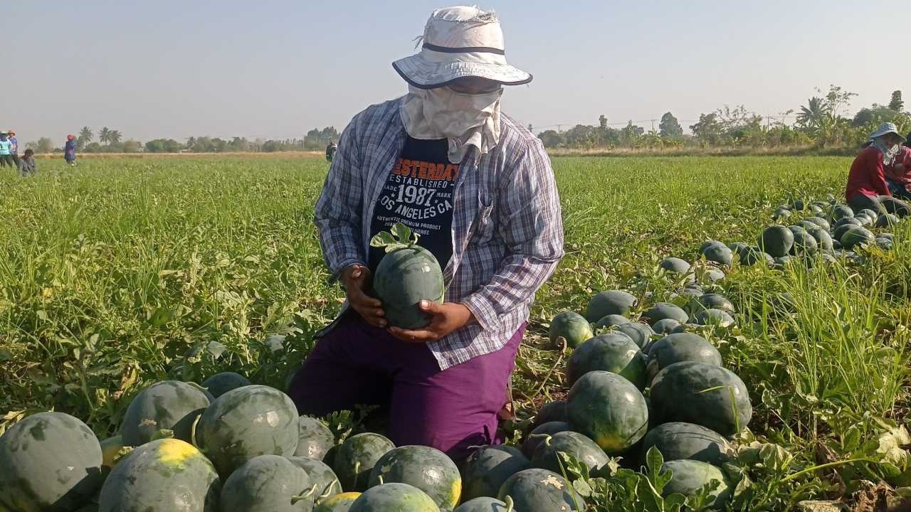 ลุงโคราชใช้ที่นาปลูกแตงโม ได้จังหวะราคาดี ขายรอบเดียวทำเงินกว่าแสนบาท